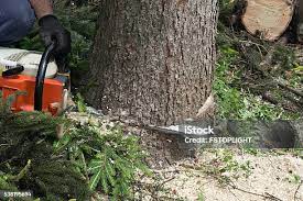 Best Soil Testing and Treatment  in Archer Lodge, NC