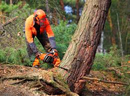 Best Tree Preservation Services  in Archer Lodge, NC