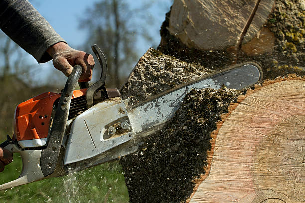 Best Root Management and Removal  in Archer Lodge, NC